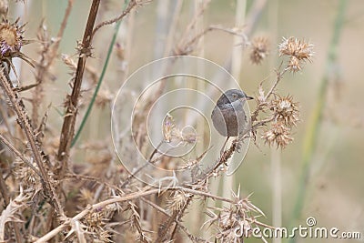 Spectacled warbler (Curruca conspicillata) on a branch Stock Photo