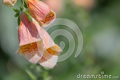 Spectacular close-up stem of Foxglove or Digitalis Purpurea on a bright green background with copy space Stock Photo