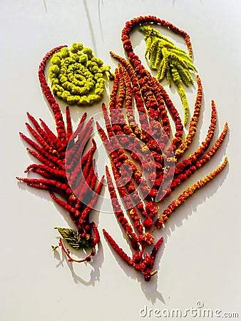 Spectacular composition of drooping amaranth inflorescences of the caudate `cascade` Stock Photo