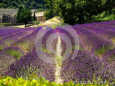 spectacular flowering of lavender in a field in provence, france Stock Photo