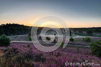 Spectacular sunrise with rays of sun over the blooming purple heather with thin layers of fog. Stock Photo