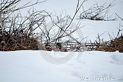 Spectacular .Groundhog marmot hidden among bushes in the snow, Alaska, USA, United States of America Stock Photo