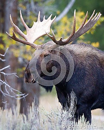 Spectacular Image of Bull Moose Stock Photo