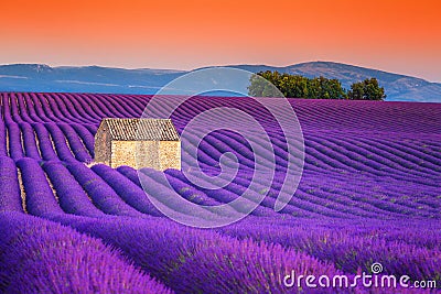 Spectacular lavender fields in Provence, Valensole, France, Europe Stock Photo