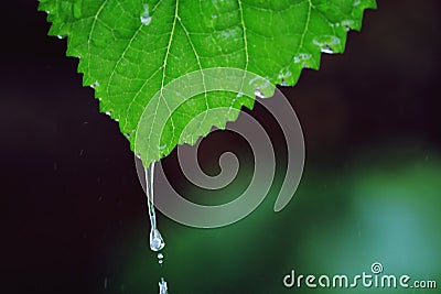 Raindrop falling from a leaf Stock Photo