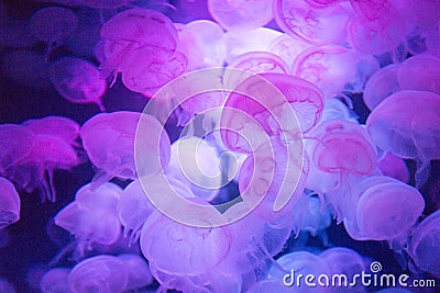 Spectacular purple jellyfish floating in aquarium Stock Photo