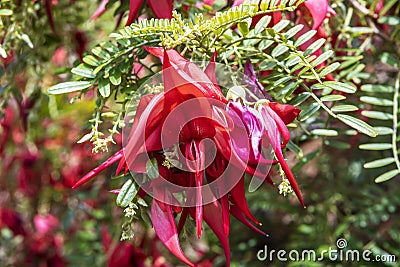 Spectacular red claw-like flowers of Clianthus Puniceus or glory pea. Stock Photo