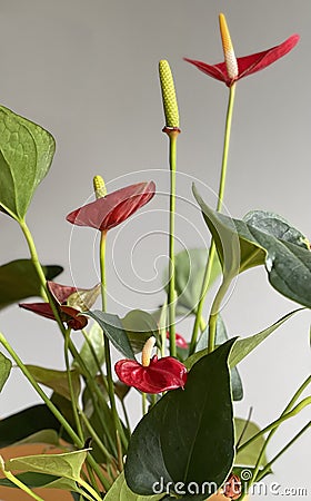 Spectacular red and yellow Anthurium Stock Photo