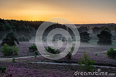 Spectacular sunrise with rays of sun over the blooming purple heather with thin layers of fog. Stock Photo