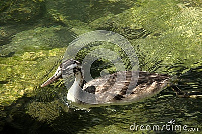 Great crested grebe Podiceps cristatus; immature individual on Lake Garda Stock Photo