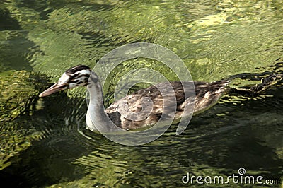 Great crested grebe Podiceps cristatus; immature individual on Lake Garda Stock Photo