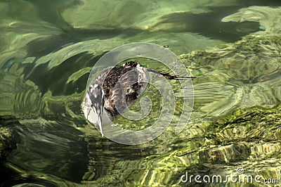 Great crested grebe Podiceps cristatus; immature individual on Lake Garda Stock Photo