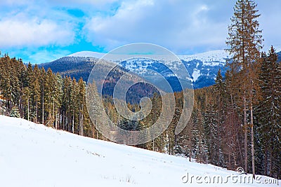 Spectacular winter with coniferous forest Stock Photo