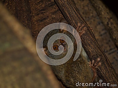 Spectral tarsier in fig tree Stock Photo