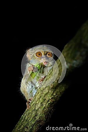 Spectral Tarsier, Tarsius spectrum, portrait of rare nocturnal animal with catch kill green grasshopper, in the large ficus tree, Stock Photo