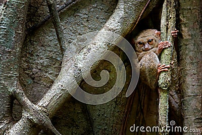 Spectral Tarsier, Tarsius spectrum, portrait of rare nocturnal animal, in the nature habitat, large ficus tree, Tangkoko National Stock Photo