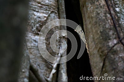 Spectral Tarsier, Tarsius spectrum, portrait of rare nocturnal animal, in the nature habitat, large ficus tree, Tangkoko National Stock Photo