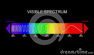Spectrum, visible light diagram. Portion of the electromagnetic spectrum that is visible to the human eye. Color Vector Illustration