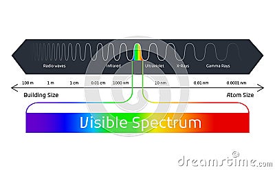 Spectrum wavelength. Visible spectrum color range. Educational physics light line. Light wave frequency. Wavelengths of Vector Illustration