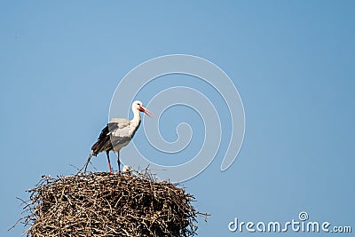 The speech of the white stork Stock Photo