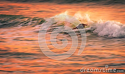 A speed blur image of a surfer on a wave at sunset Stock Photo