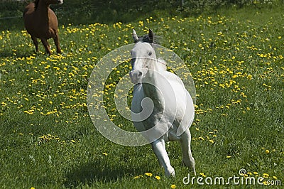 Speedy white horse Stock Photo