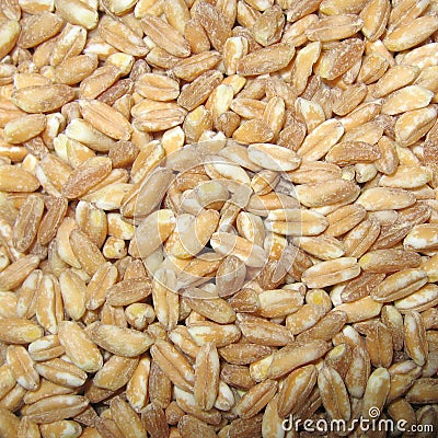 Spelt closeup Stock Photo