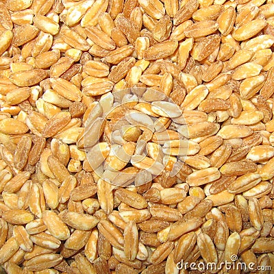 Spelt closeup Stock Photo