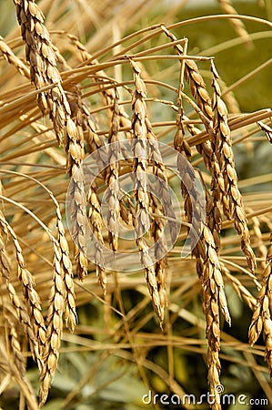 Spelt or Spelt Wheat Stock Photo