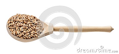 Spelt wheat grains in wooden spoon isolated Stock Photo