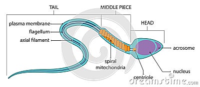 Sperm anatomy Vector Illustration