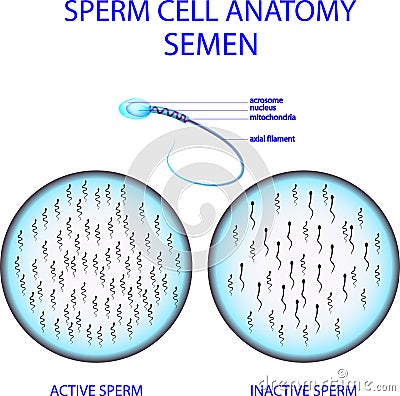 SPERM CELL ANATOMY. SEMEN Vector Illustration
