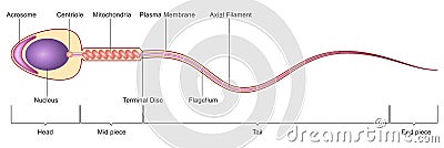 Sperm cell anatomy Vector Illustration