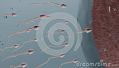 sperm cells and ovum conceptual illustration. Fertilization concept Cartoon Illustration