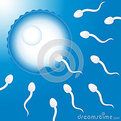 Sperm and Egg Vector Illustration