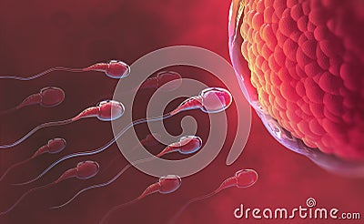 Sperm and egg cell. Natural fertilization Cartoon Illustration