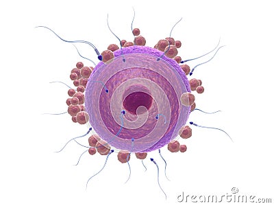 Sperm and human egg cell Stock Photo