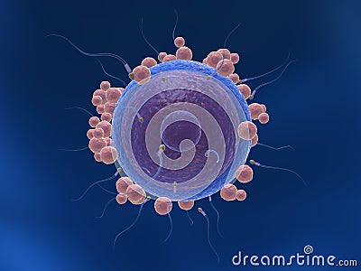 Sperm and human egg cell Stock Photo