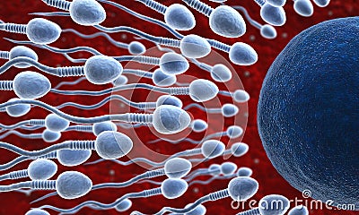 Sperm and ovum Stock Photo