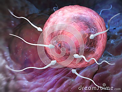 Sperm and Ovum Stock Photo