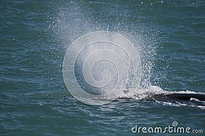 Sperm Whale Stock Photo