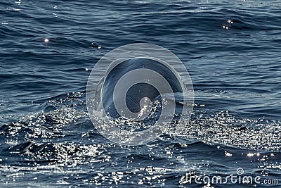 Sperm Whale blow hole at sunset Stock Photo