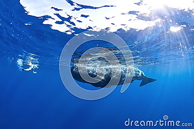 Sperm whale, cachalot, physeter macrocephalus Editorial Stock Photo