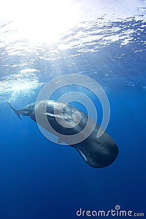 Sperm whale, cachalot, physeter macrocephalus Stock Photo