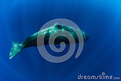 Sperm whale in the deep blue ocean, Mauritius Stock Photo