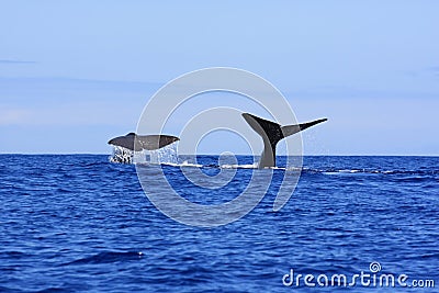 Sperm Whale fluke Stock Photo