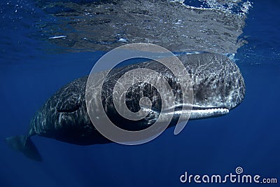 Sperm whale, cachalot, physeter macrocephalus Stock Photo