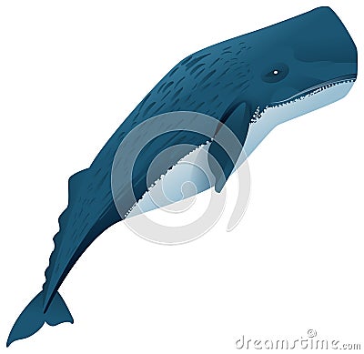 Sperm whale marine mammal Vector Illustration