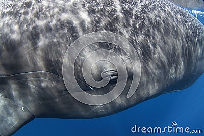 Sperm whale, physeter macrocephalous Editorial Stock Photo