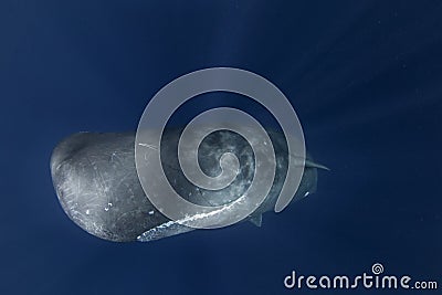 Sperm whale, physeter macrocephalous Editorial Stock Photo